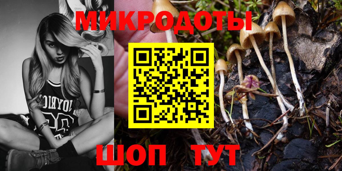 Галлюциногенные грибы Psilocybe Сосновый Бор